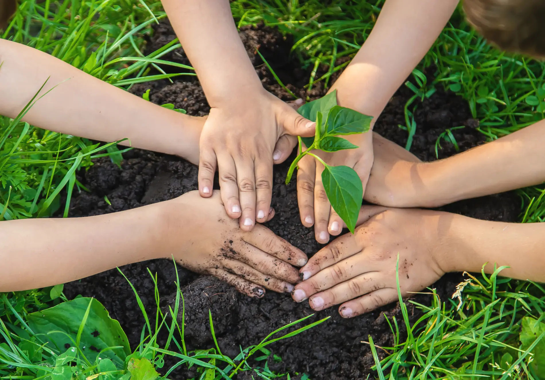 Nature planting saplings